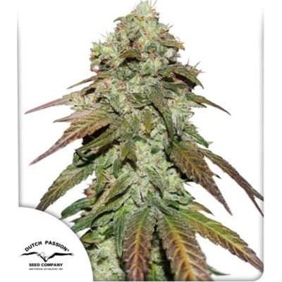 Dutch Passion CBD Mazar semena neobsahují THC 100 ks