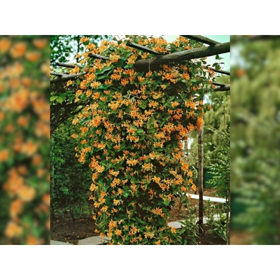 Zemolez heckrotov Goldflame, výška 50-60cm, kvetináč 15 cm