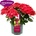 Magical® Ruby Tuesday Magical® - Хортензия Мacrophylla