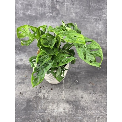 Monstera Adansonii Monkey Leaf 12 cm