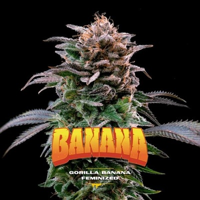 BSF Seeds Gorilla Banana semena neobsahují THC 4 ks