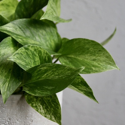 Epipremnum Pothos Marble Queen