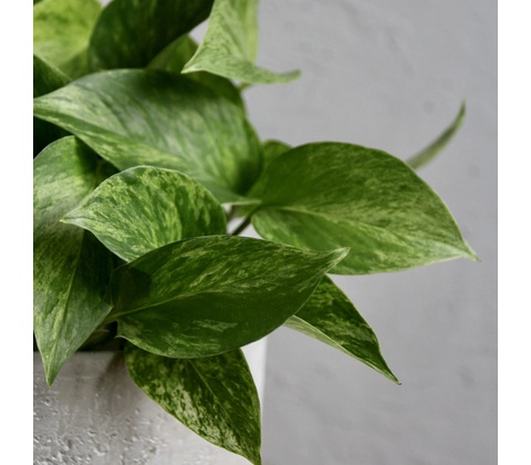 Epipremnum Pothos Marble Queen