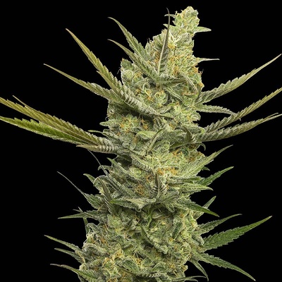 Eva Seeds Gipsy Haze semena neobsahují THC 100 ks