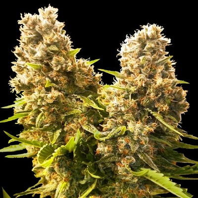 Sensi Seeds Research Banana Kush Cake semienka neobsahujú THC 1 ks