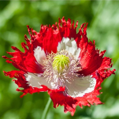Mák setý Danish Flag - Papaver somniferum - semena máku - 150 ks
