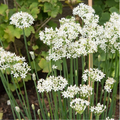 Pažítka cesnaková - Allium Tuberosum - semená pažítky - 200 ks