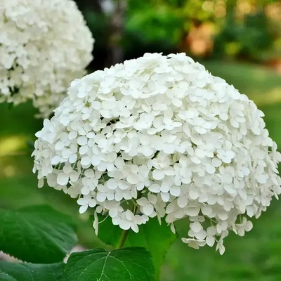 Proven Winners® Annabelle® - Хортензия arborescens