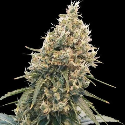 Spliff Seeds CBD Spliff Berry semienka neobsahujú THC 3 ks