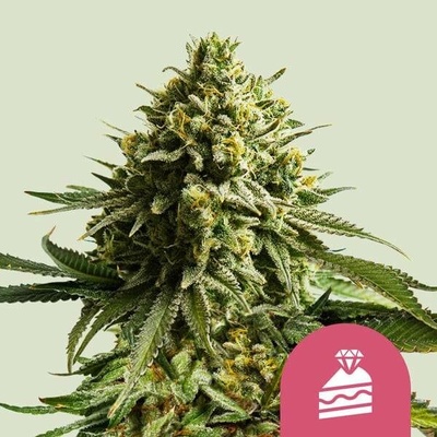 Royal Queen Seeds Wedding Cake semena neobsahují THC 3 ks