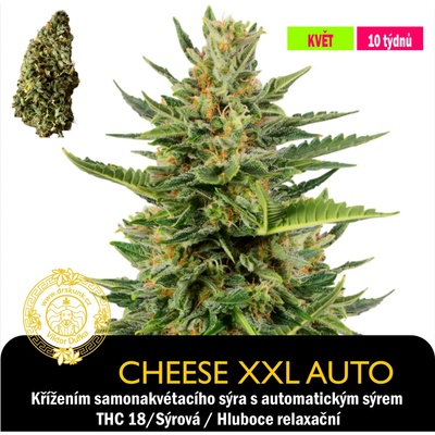 Drskunk CHeese XXL Auto Feminizováno semena neobsahují THC 1 ks