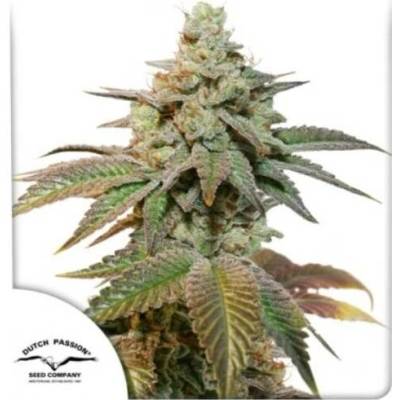 Dutch Passion AUTO Kerosene Krash semena neobsahují THC 3 ks