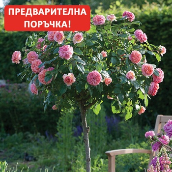 Tantau® Щамбова Роза Chippendale -Tantau® (Чипъндейл)