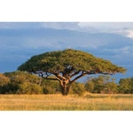 DIMEX ART Флизелинов фототапет акация 375 x 250 см