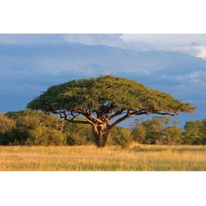 DIMEX ART Флизелинов фототапет акация 375 x 250 см