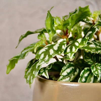 Pilea Cadierei baby