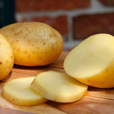 BIO Sadbové brambory Belana - Solanum tuberosum - brambory - 10 ks