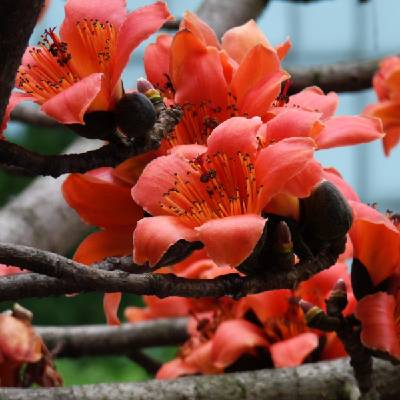 Cejba číhovitá - Bombax ceiba - semena - 6 ks