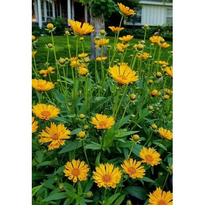 GREENBOSS FLOWER Krásnoočko velkokvěté Průměr květináče: 9 až 12 cm