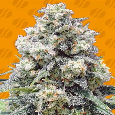 Original Sensible Seeds White Widow + semena neobsahují THC 5 ks