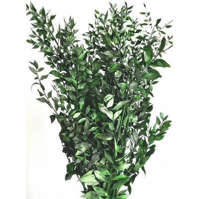 Stabilizovaný ruskus (ruscus) kytice/svazek zelených větviček 120g