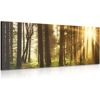 Obraz les zalitý sluncem - 120x60