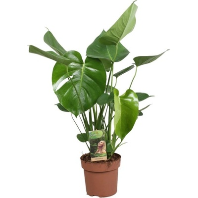 Monstera skvostná, Monstera deliciosa, průměr květináče 17 cm