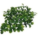 Lucky Reptile Turtle Plants Bacopa 40 cm
