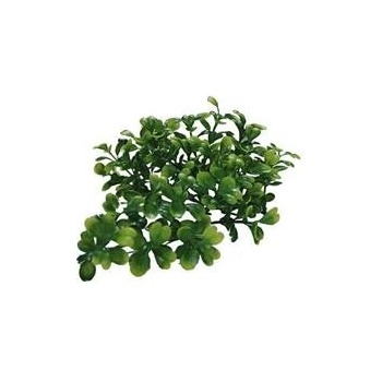 Lucky Reptile Turtle Plants Bacopa 40 cm