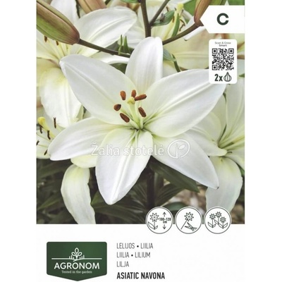 Seklos Лилиум Азиатски Novana - 2 бр луковица