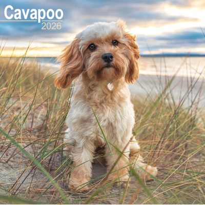 Cavapoo Square Dog Breed Wall 16 Month 2026