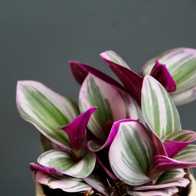 Tradescantia Albiflora Nanouk