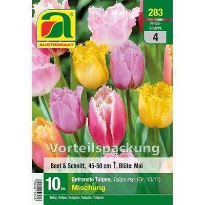 AUSTROSAAT Zmes strapkatých tulipánov - 10 cibúľ
