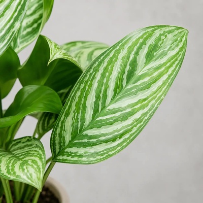 Aglaonema Stripes veľká