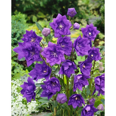 Boubelka modrá 'Platycodon grandiflorus' v kvetináči