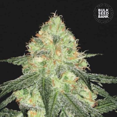 Bulk Seed Bank AUTO Sour Diesel semena neobsahují THC 10 ks