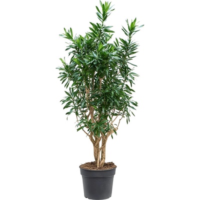Pleomele (Dracaena) Reflexa Branched 40 x170 cm