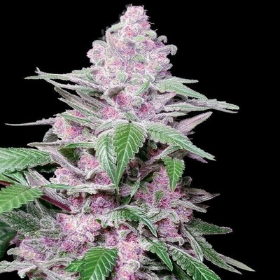 Sensi Seeds Purple Cookie Kush Research semena neobsahují THC 5 ks