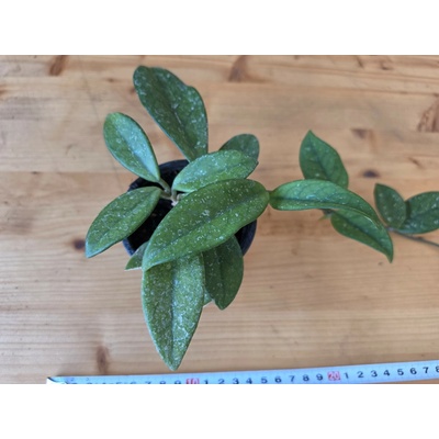 PlantBros flower Hoya Carnosa