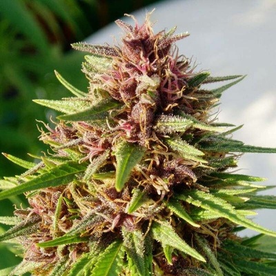 Ace Seeds Erdpurt semena neobsahují THC 5 ks