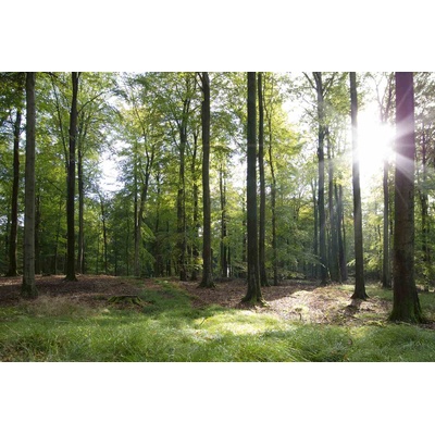 DIMEX ART Флизелинов фототапет бук през есента 375 x 250 см