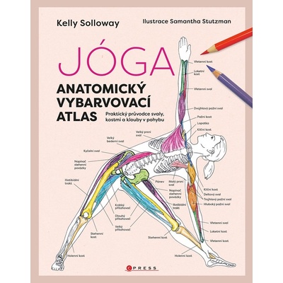 Jóga - anatomický vybarvovací atlas - Kolektiv