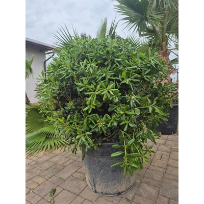 Pittosporum tobira