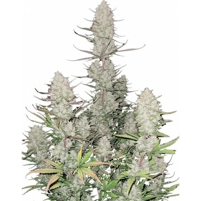 Fastbuds Tropicana Cookies Auto semienka neobsahujú THC 10 ks