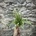 Tillandsia rothii