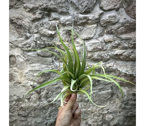 Tillandsia rothii