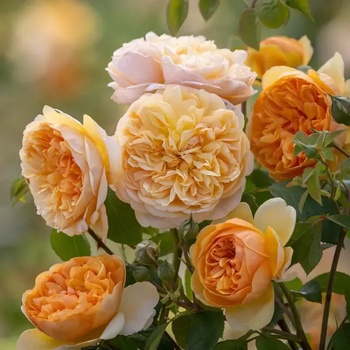 David Austin® Роза Bring me Sunshine® - David Austin®