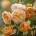 David Austin® Роза Bring me Sunshine® - David Austin®