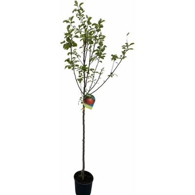Jabloň Annurca na 100-110 cm kmienku, výška 170-200 cm, kvetináč 10 l