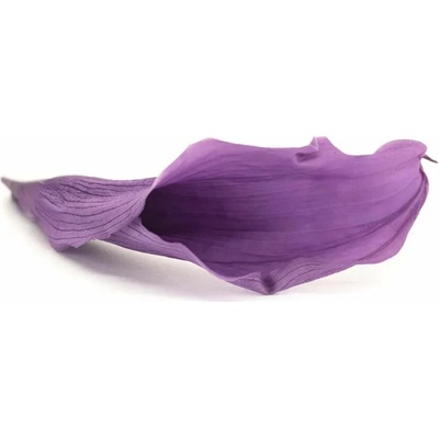 Stabilizované kvety Calla Lily - fialová